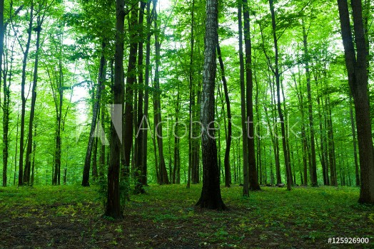 Picture of Spring green forest